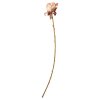 SPEEDTSBERG - ROSE STILK 66 CM - ROSE