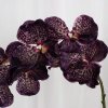 SPECKTRUM - KUNSTIGE BLOMSTER - ORCHID BURGUNDY 79 CM